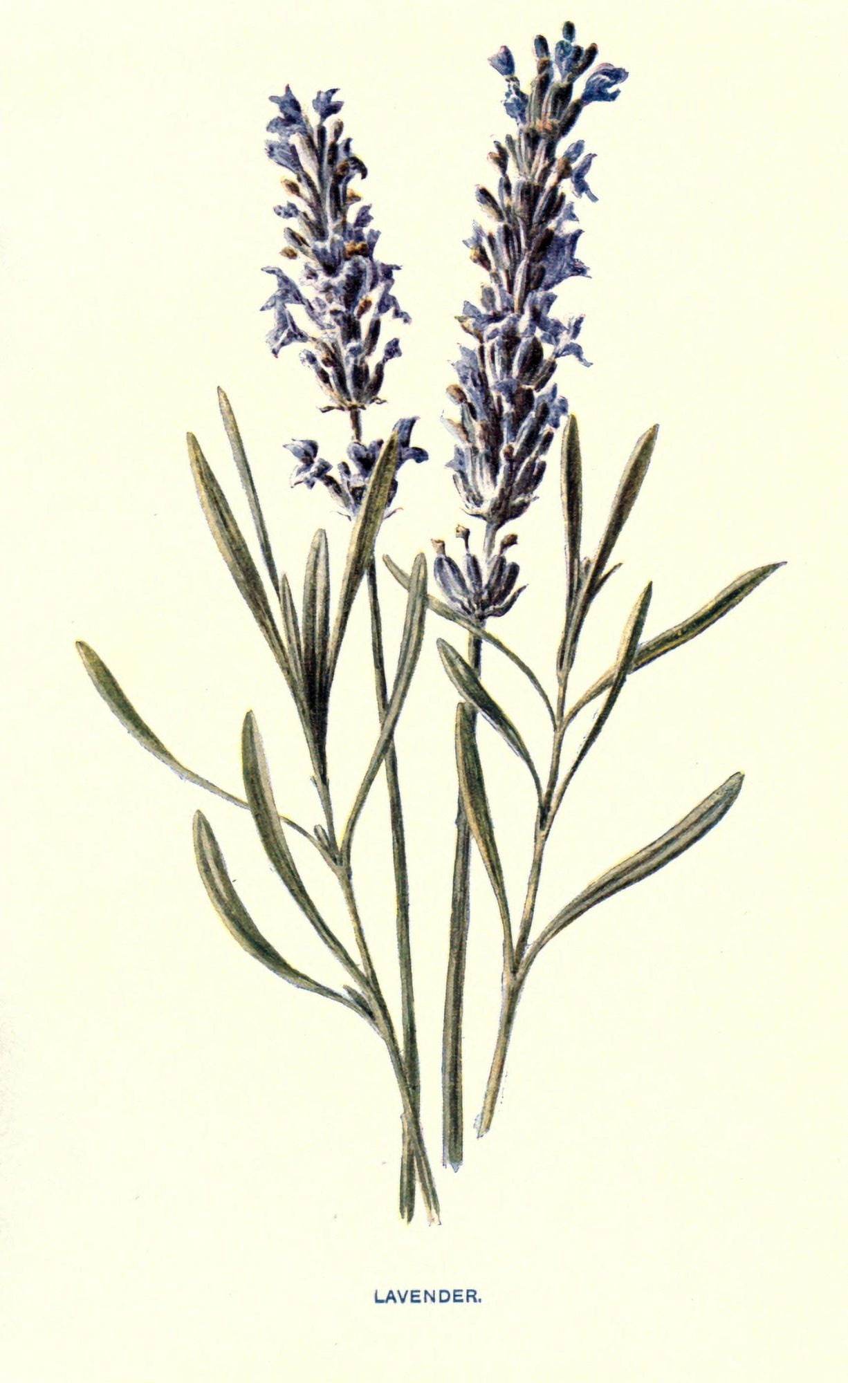 Familiar Garden Flowers 1907 Lavender Canvas Art - F Hulme (24 x 36)