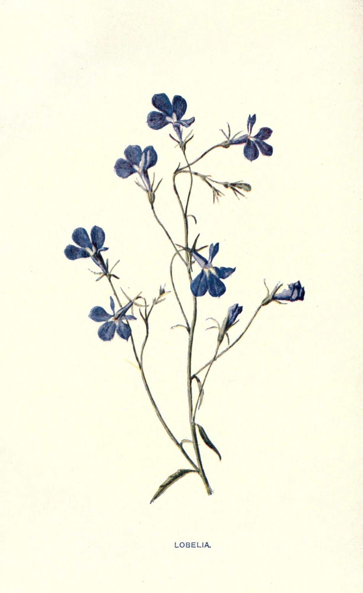 Familiar Garden Flowers 1907 Lobelia Canvas Art - F Hulme (24 x 36)