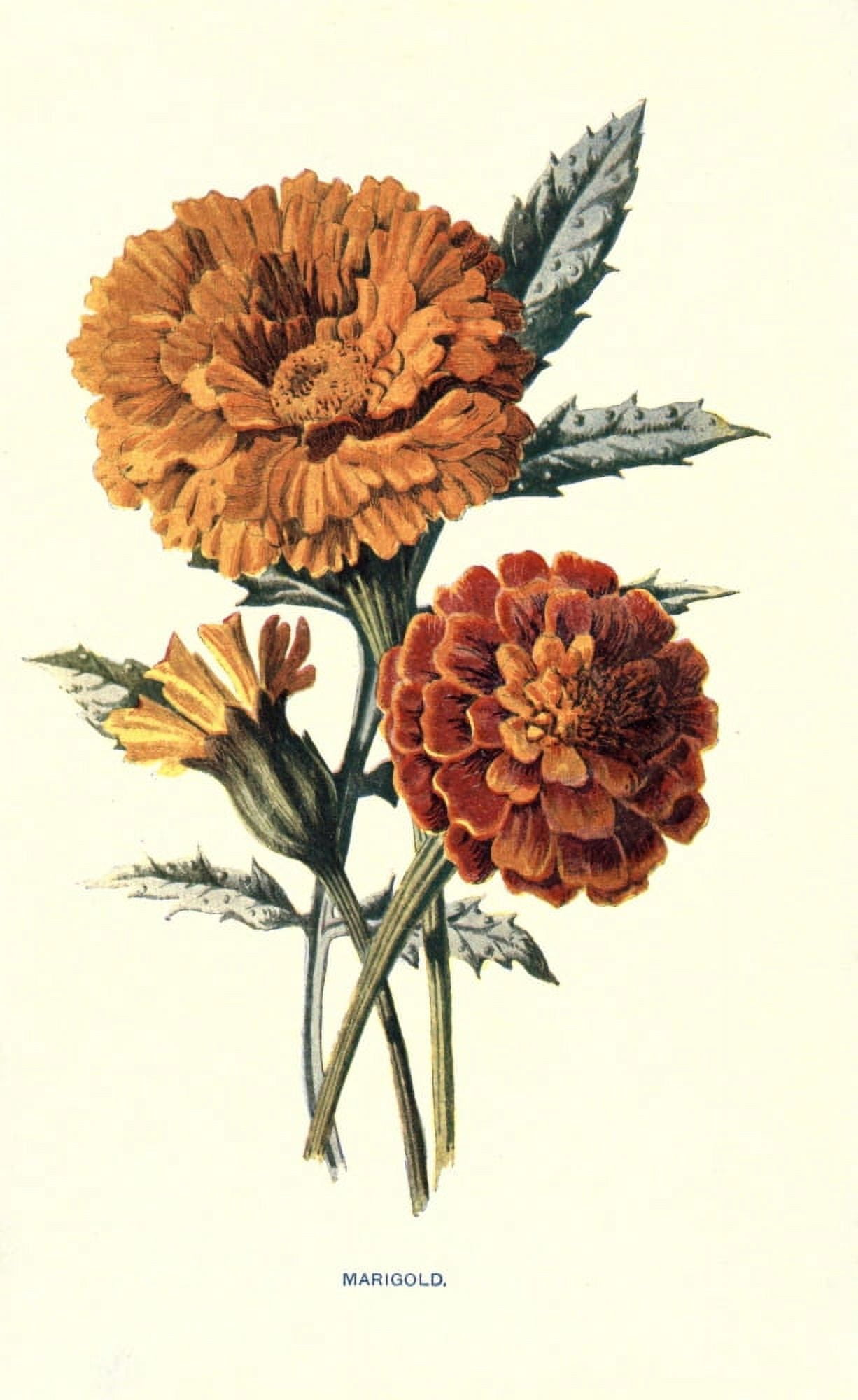 Familiar Garden Flowers 1907 Marigold Canvas Art - F Hulme (24 x 36)