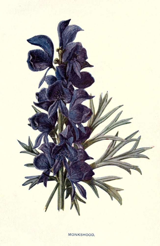 Familiar Garden Flowers 1907 Monkshood Canvas Art - F Hulme (18 x 24)