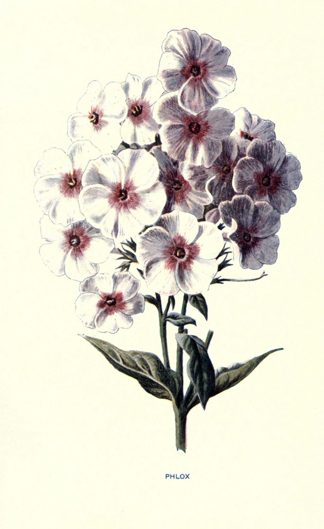 Familiar Garden Flowers 1907 Phlox Canvas Art - F Hulme (24 x 36)