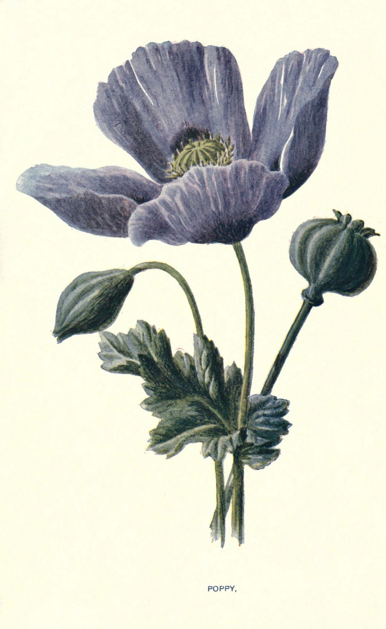 Familiar Garden Flowers 1907 Poppy Canvas Art - F Hulme (18 x 24)