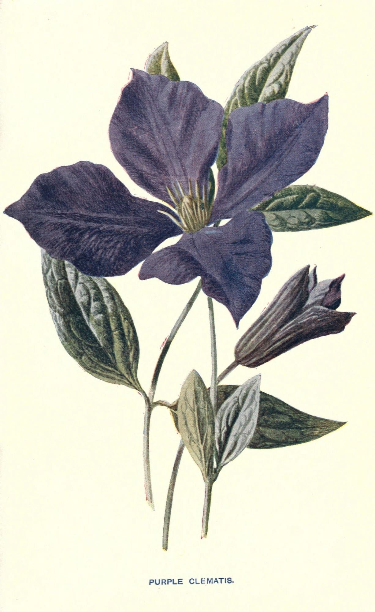 Familiar Garden Flowers 1907 Purple Clematis Canvas Art - F Hulme (18 x 24)