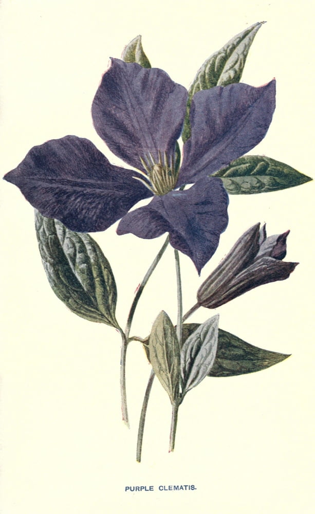 Familiar Garden Flowers 1907 Purple Clematis Canvas Art - F Hulme (24 x 36)