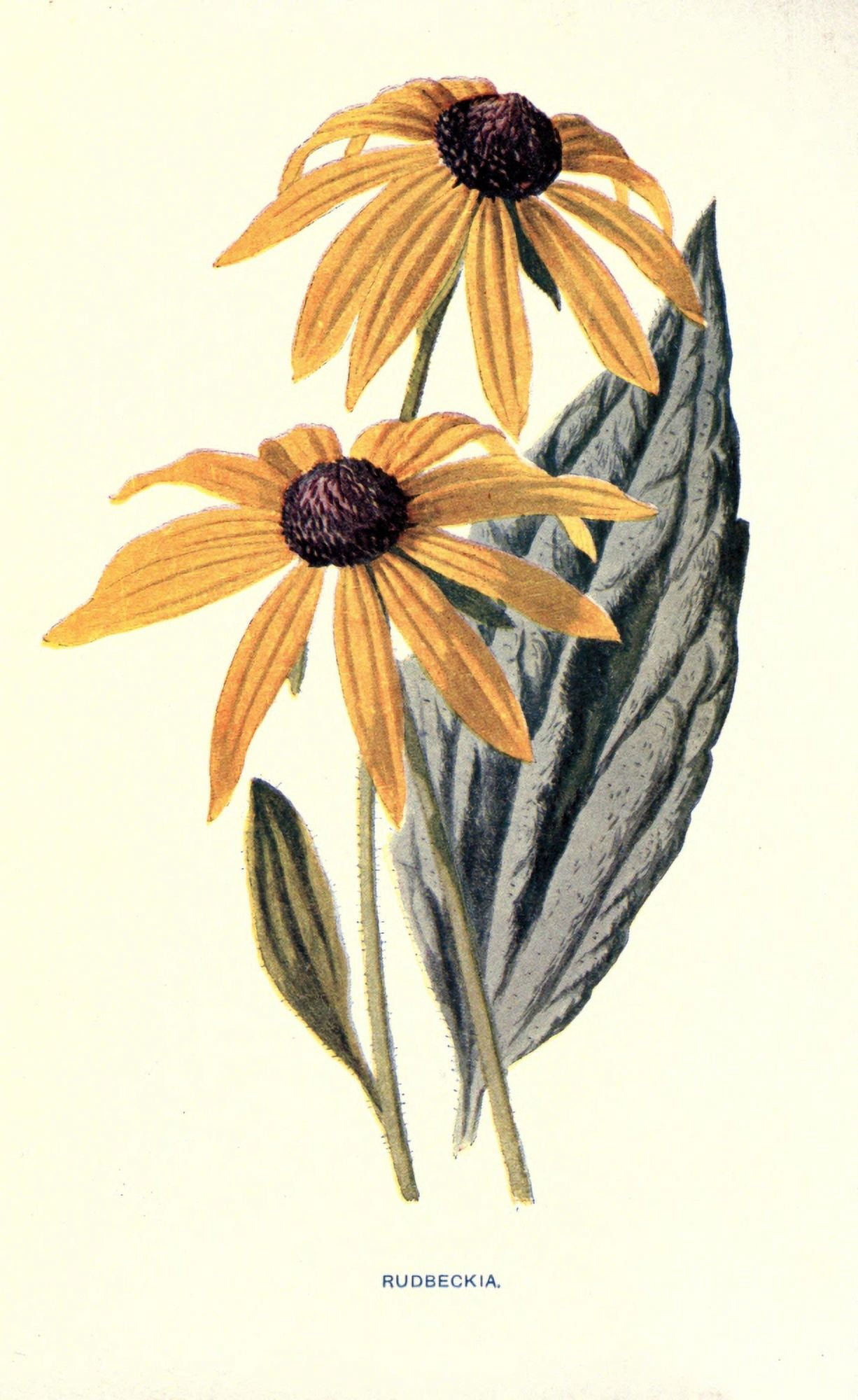 Familiar Garden Flowers 1907 Rudbeckia Canvas Art - F Hulme (24 x 36)