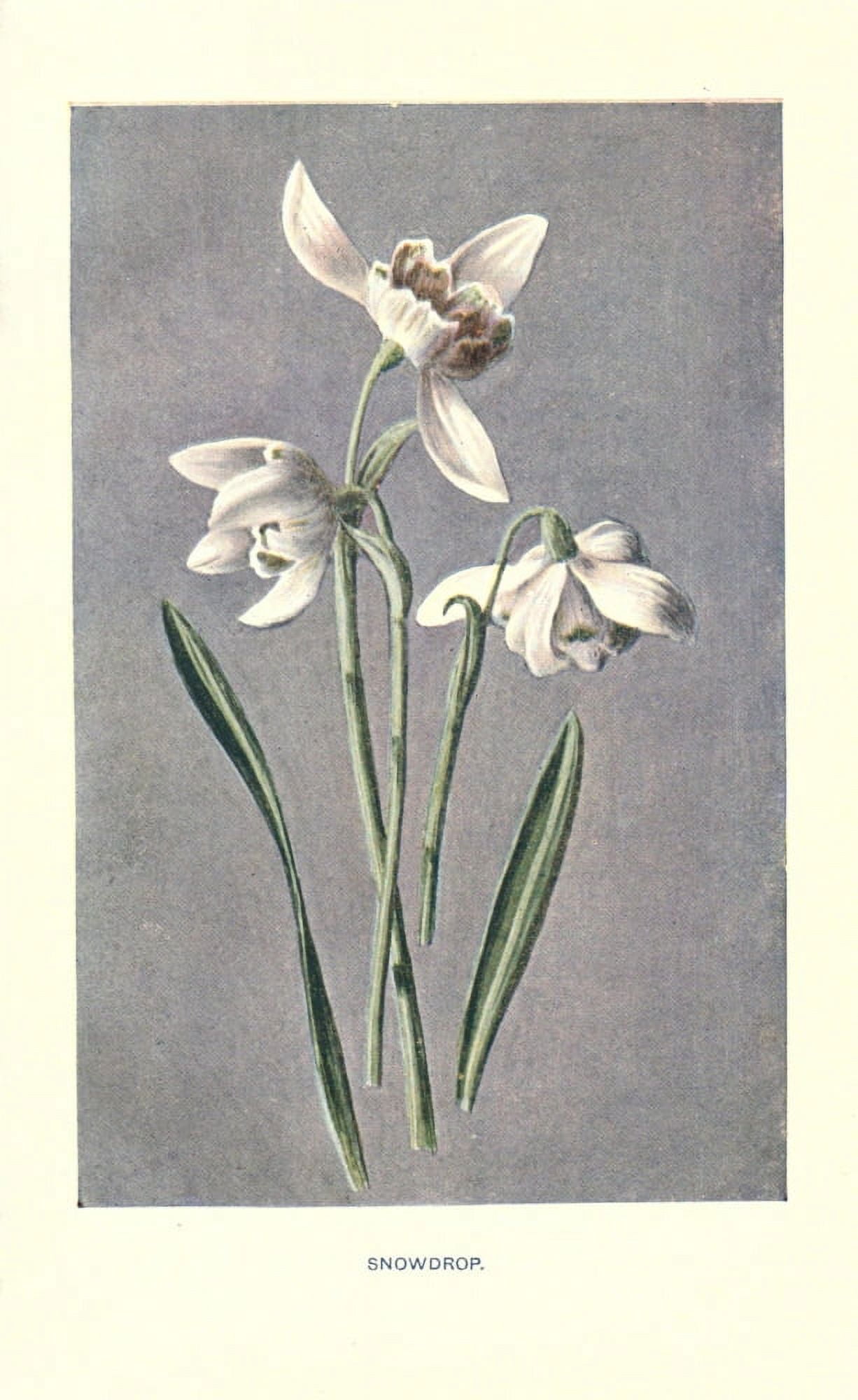 Familiar Garden Flowers 1907 Snowdrop Canvas Art - F Hulme (18 x 24)
