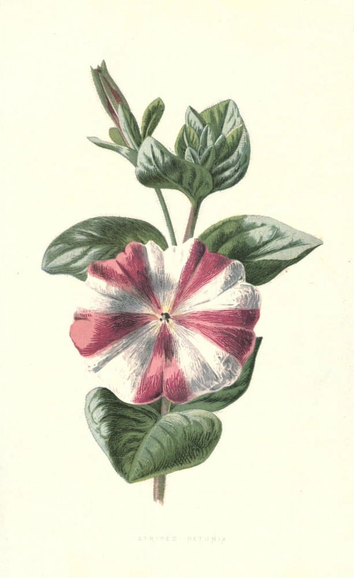 Familiar Garden Flowers 1907 Striped Petunia Canvas Art - F Hulme (24 x 36)