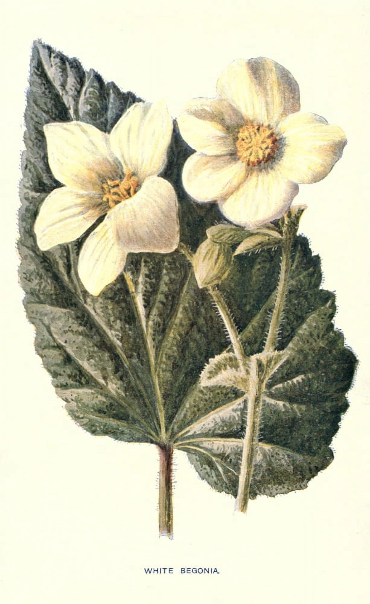 Familiar Garden Flowers 1907 White Begonia Canvas Art - F Hulme (24 x 36)
