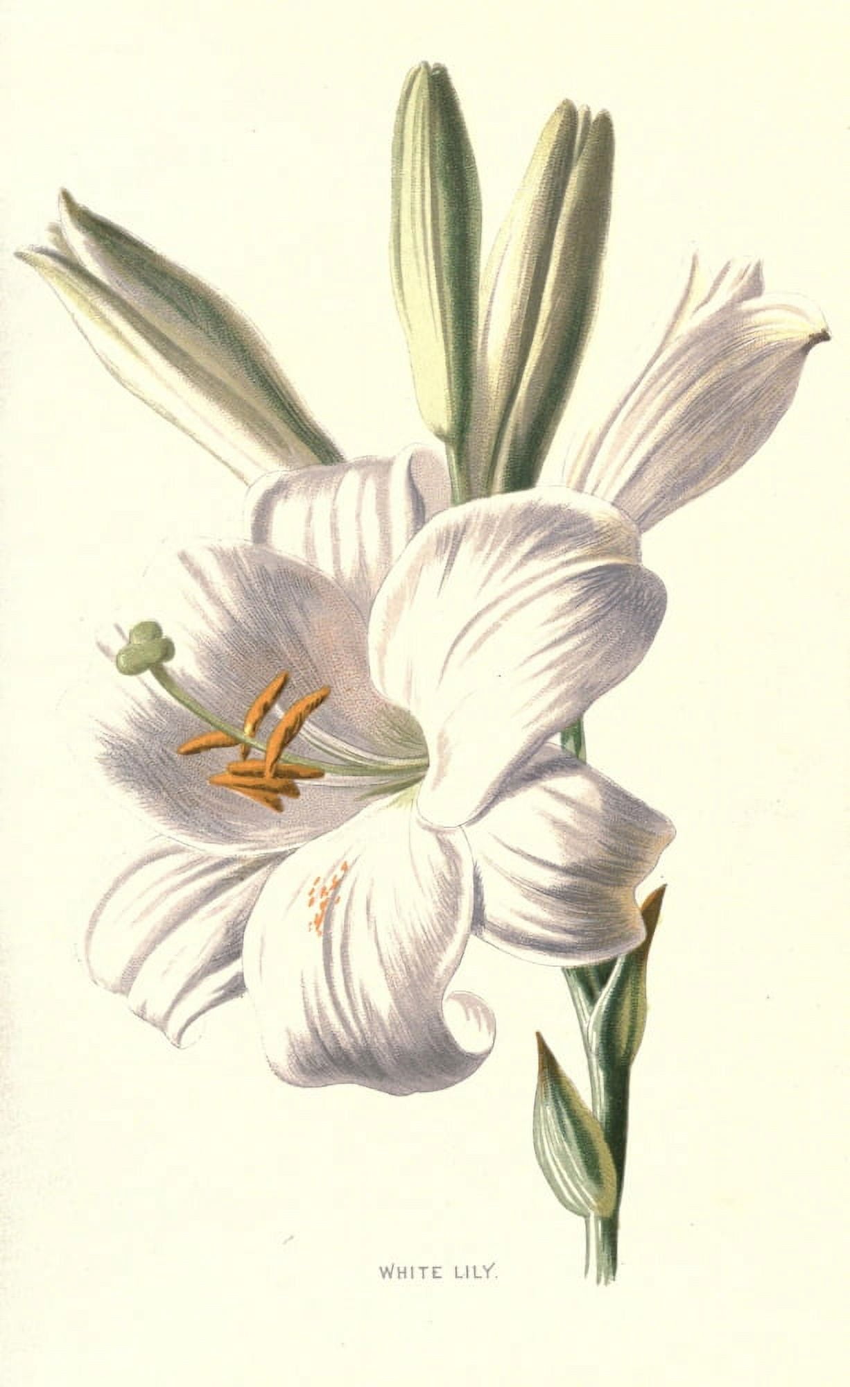 Familiar Garden Flowers 1907 White Lily Canvas Art - F Hulme (24 x 36)