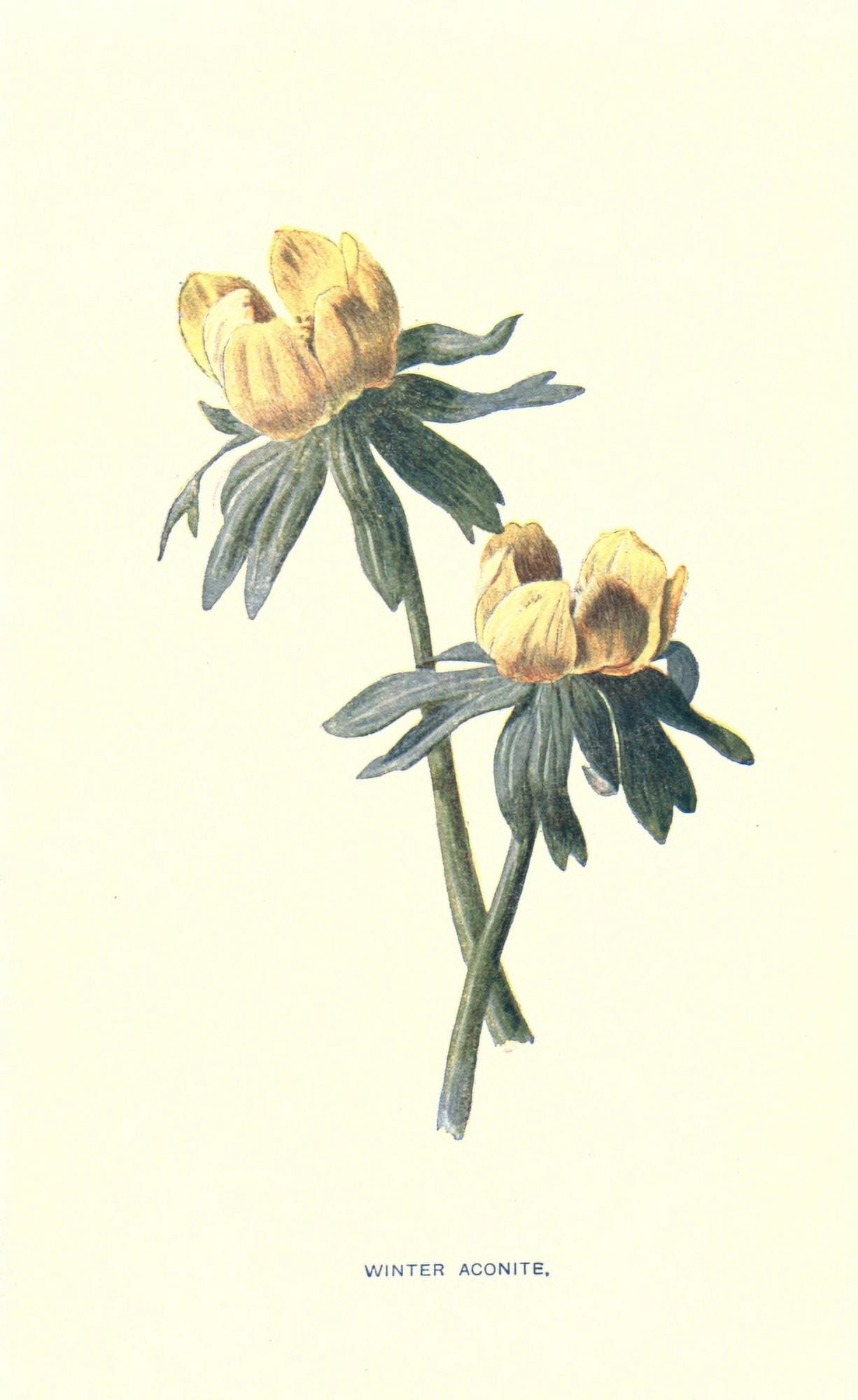 Familiar Garden Flowers 1907 Winter Aconite Canvas Art - F Hulme (18 x 24)