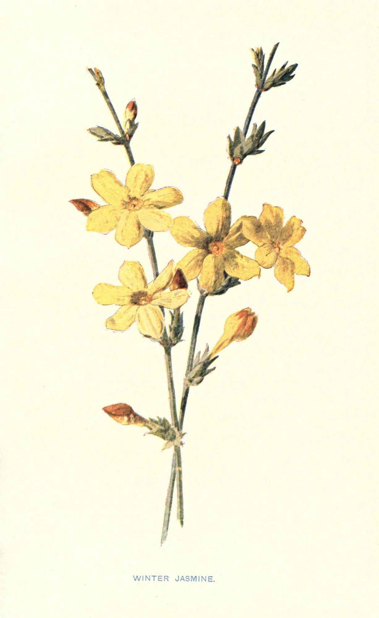 Familiar Garden Flowers 1907 Winter Jasmine Canvas Art - F Hulme (18 x 24)