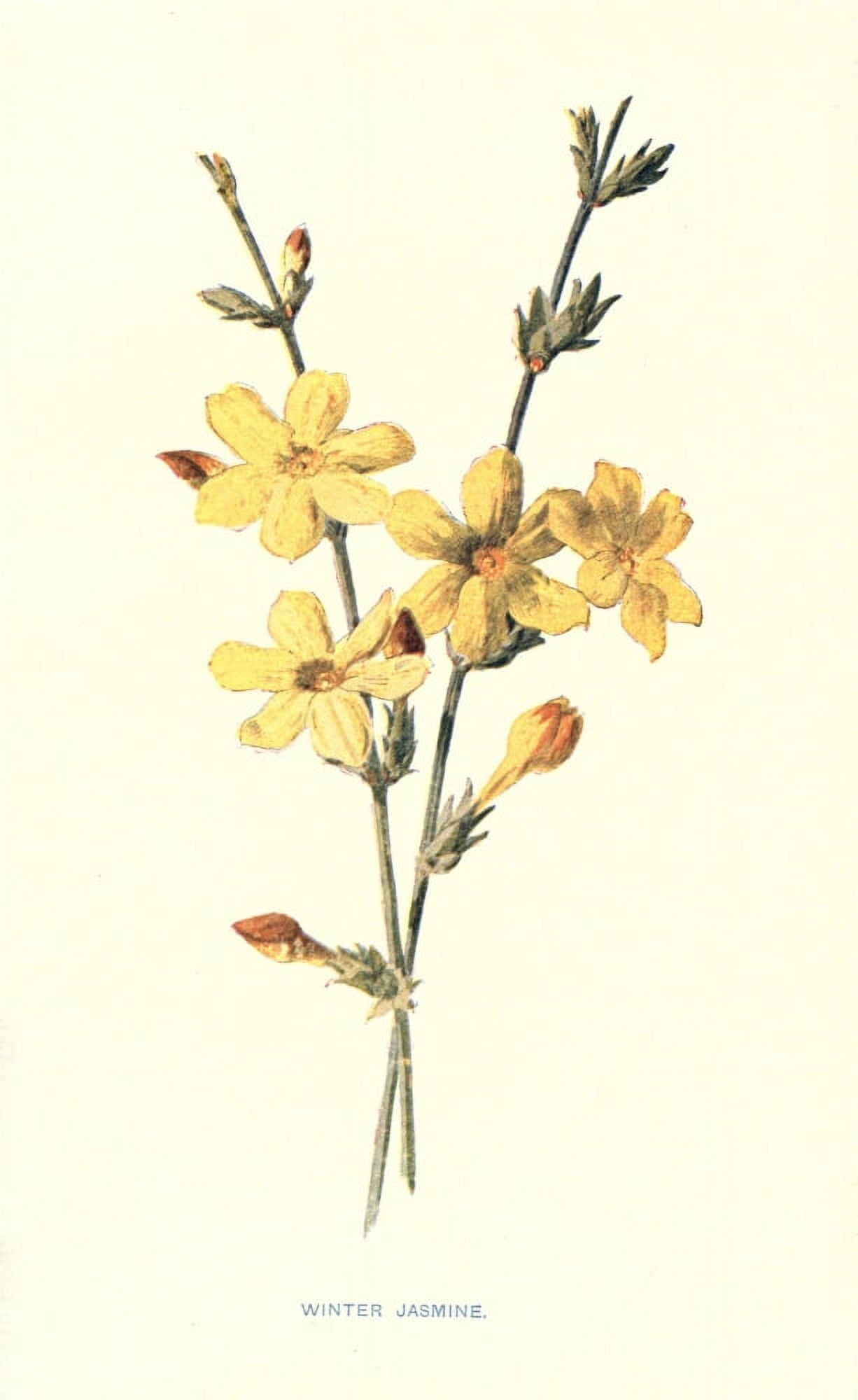Familiar Garden Flowers 1907 Winter Jasmine Canvas Art - F Hulme (24 x 36)