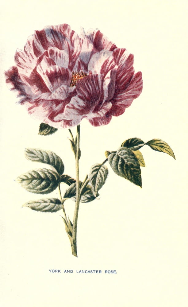 Familiar Garden Flowers 1907 York & Lancaster Rose Canvas Art - F Hulme (24 x 36)