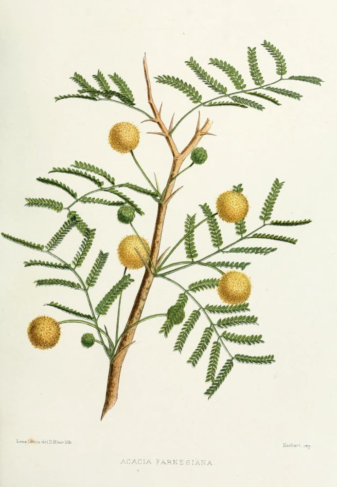 Familiar Indian Flowers 1878 Acacia Farnesiana Canvas Art - Lena Lowis (24 x 36)
