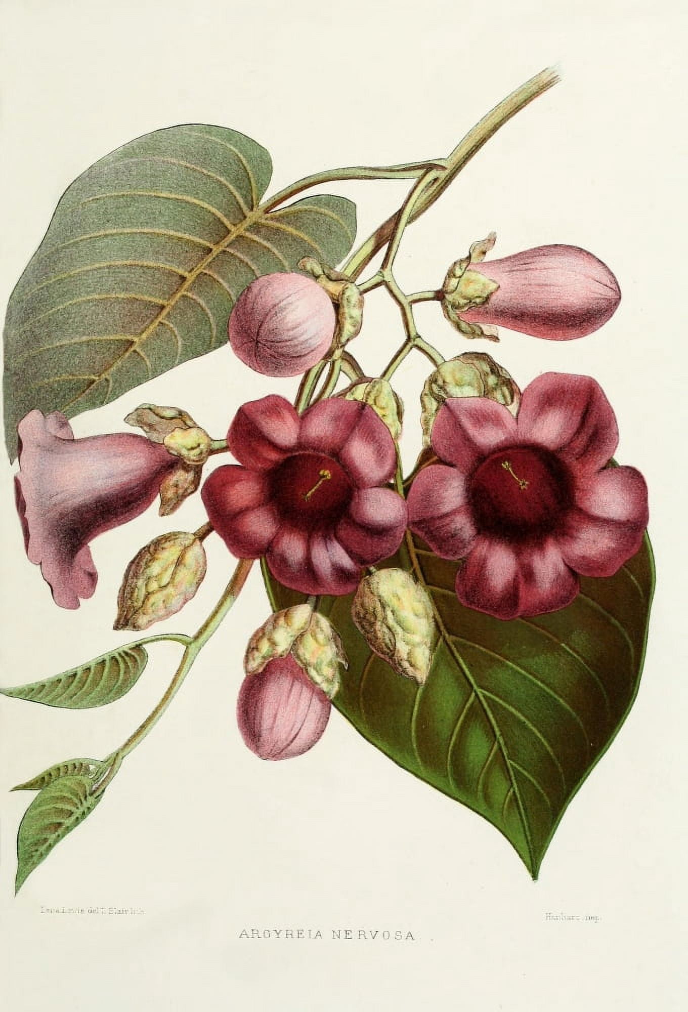 Familiar Indian Flowers 1878 Argyreia Nervosa Canvas Art - Lena Lowis (18 x 24)