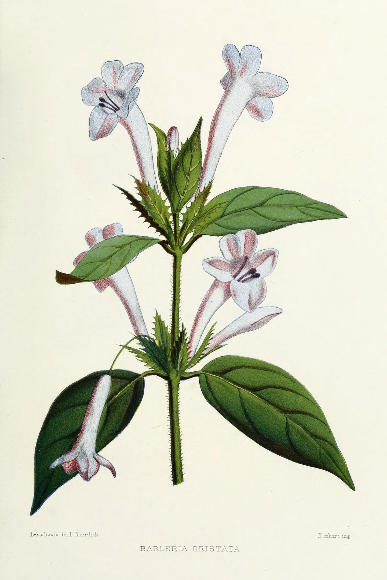 Familiar Indian Flowers 1878 Barleria Cristata Canvas Art - Lena Lowis (18 x 24)