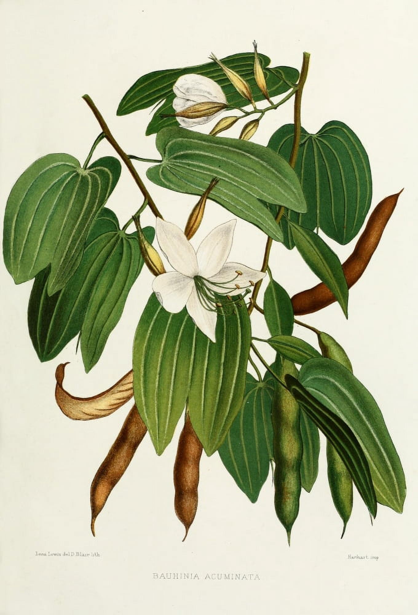 Familiar Indian Flowers 1878 Bauhinia Acuminata Canvas Art - Lena Lowis (18 x 24)
