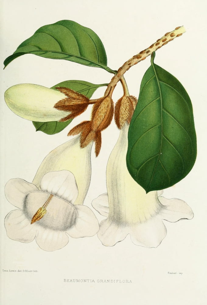 Familiar Indian Flowers 1878 Beaumontia Grandiflora Canvas Art - Lena Lowis (24 x 36)