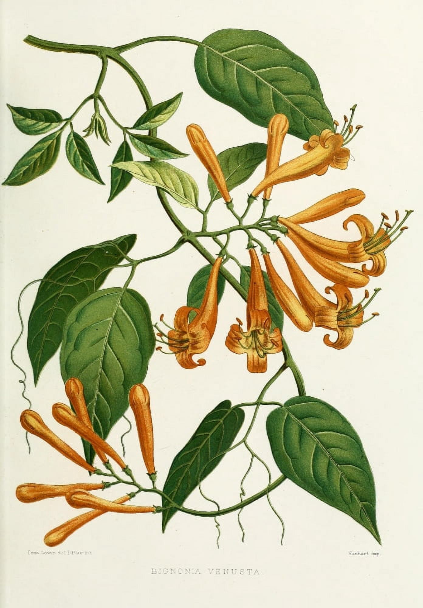 Familiar Indian Flowers 1878 Bignonia Venusta Canvas Art - Lena Lowis (24 x 36)