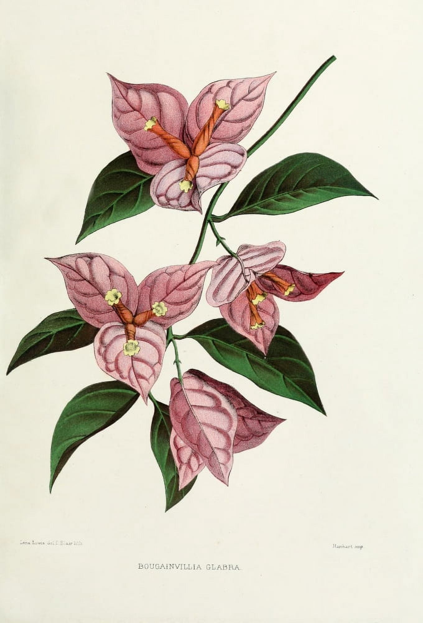 Familiar Indian Flowers 1878 Bougainvillia Glabra Canvas Art - Lena Lowis (18 x 24)