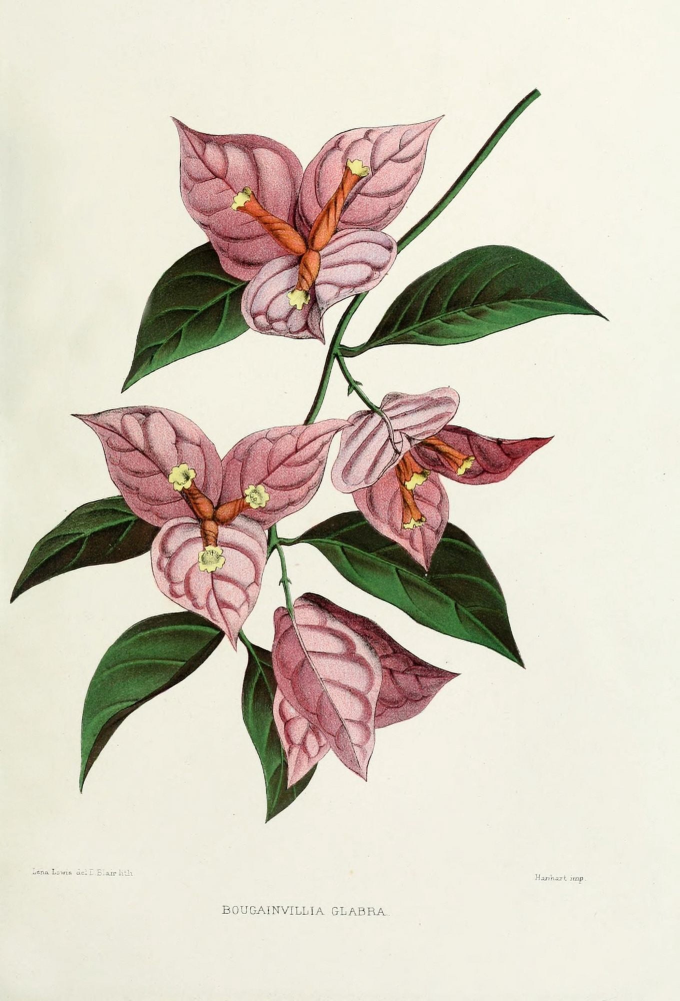 Familiar Indian Flowers 1878 Bougainvillia Glabra Canvas Art - Lena Lowis (24 x 36)
