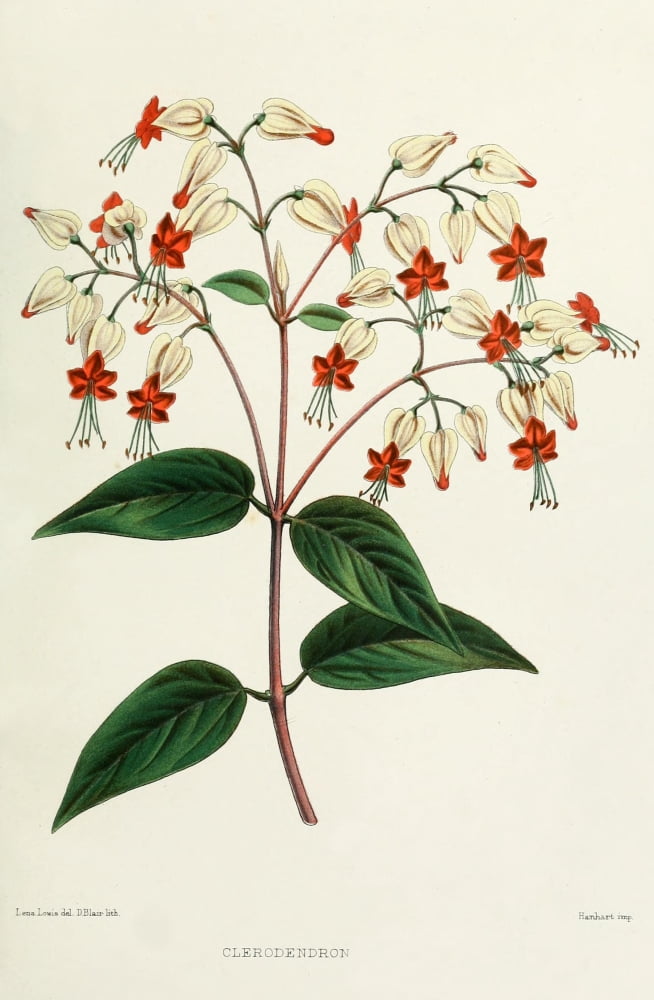 Familiar Indian Flowers 1878 Clerodendron Canvas Art - Lena Lowis (24 x 36)