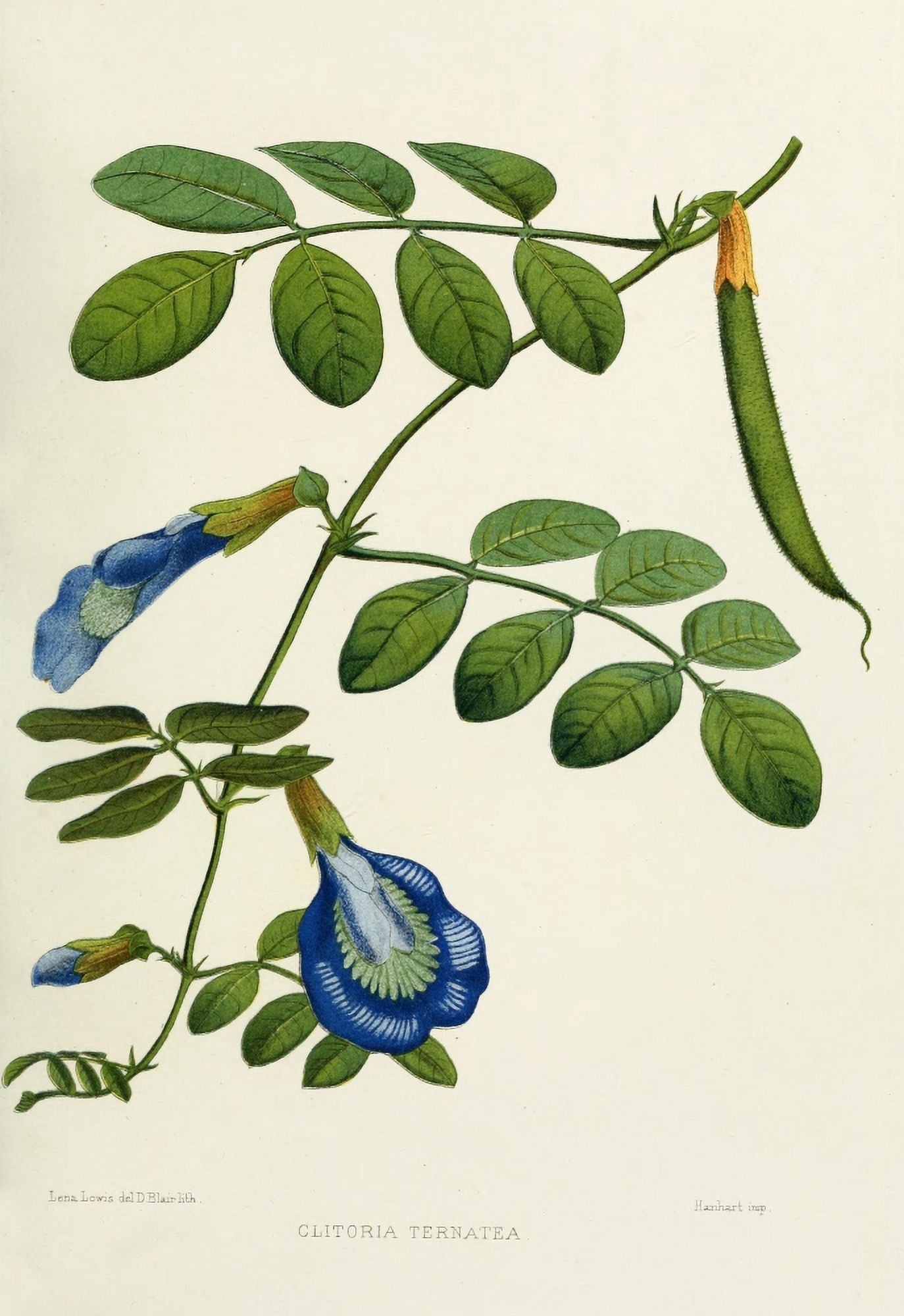 Familiar Indian Flowers 1878 Clitoria Ternatea Canvas Art - Lena Lowis (18 x 24)