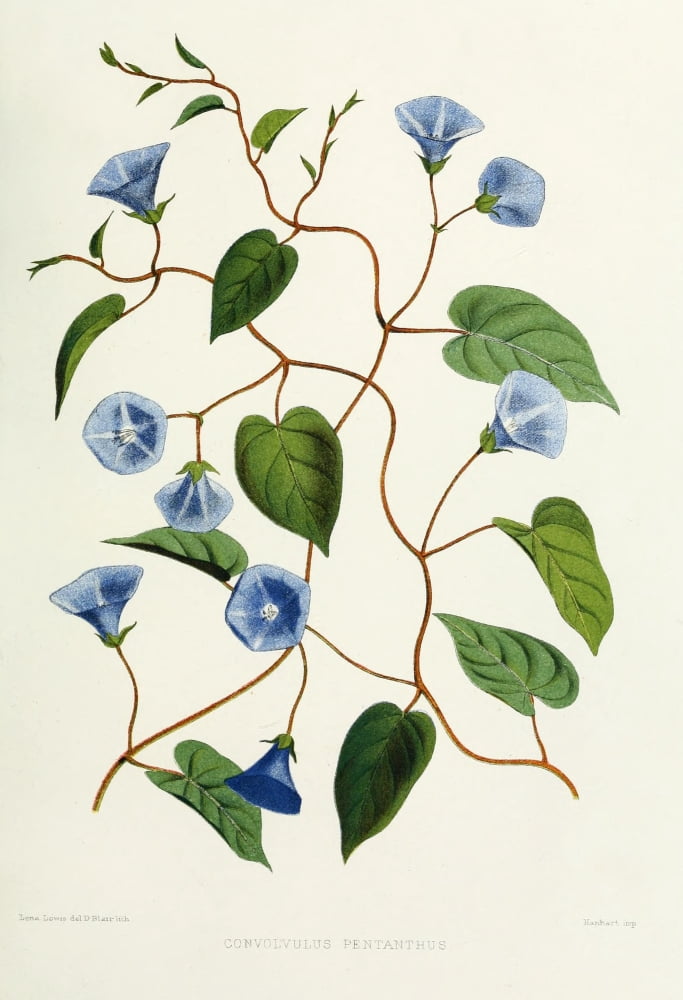 Familiar Indian Flowers 1878 Convolvulus Pentanthus Canvas Art - Lena Lowis (18 x 24)
