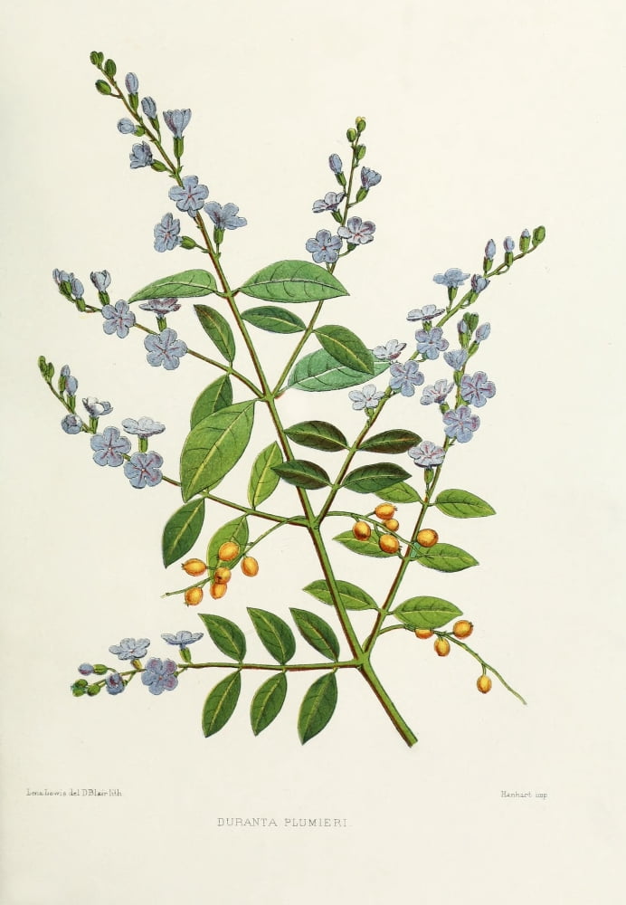 Familiar Indian Flowers 1878 Duranta Plumieri Canvas Art - Lena Lowis (24 x 36)