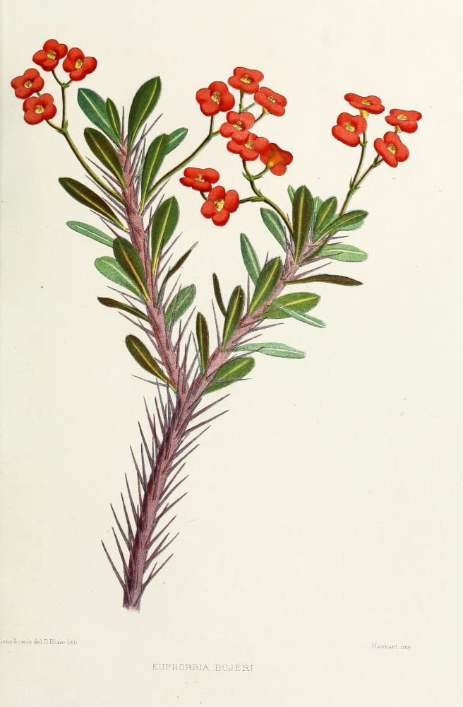 Familiar Indian Flowers 1878 Euphorbia Bojeri Canvas Art - Lena Lowis (24 x 36)
