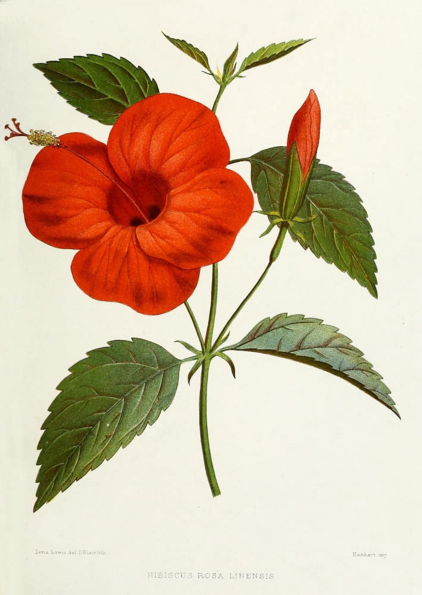 Familiar Indian Flowers 1878 Hibiscus Rosa Linensis Canvas Art - Lena Lowis (24 x 36)