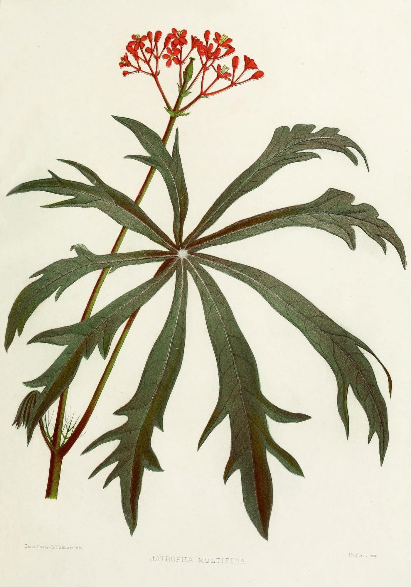Familiar Indian Flowers 1878 Jatropha Multifida Canvas Art - Lena Lowis (18 x 24)