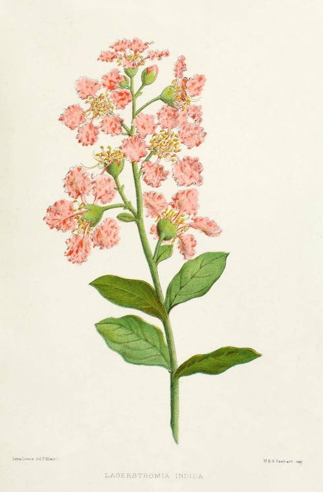 Familiar Indian Flowers 1878 Lagerstromia Indica Canvas Art - Lena Lowis (18 x 24)