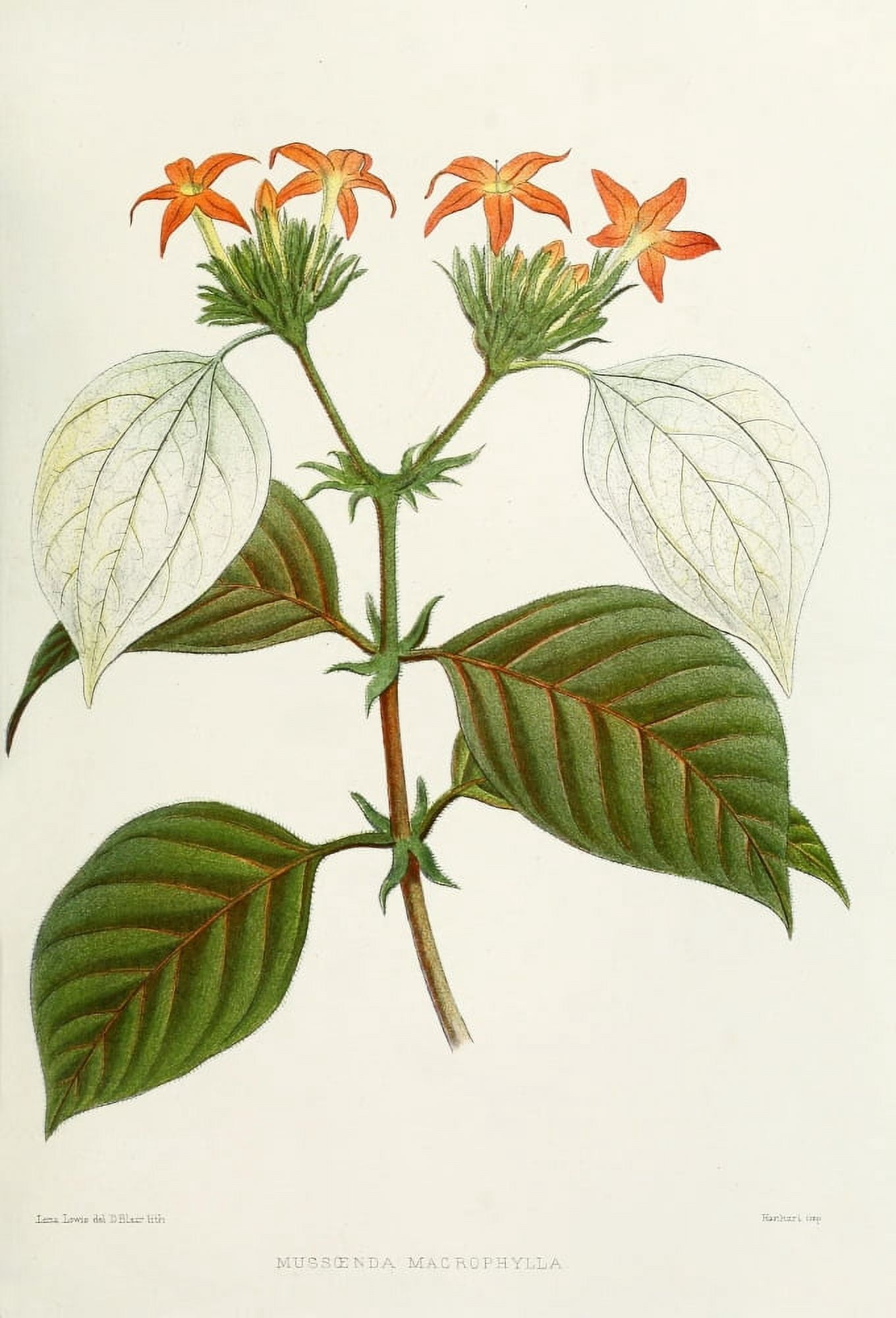 Familiar Indian Flowers 1878 Mussoenda Macrophylla Canvas Art - Lena Lowis (24 x 36)