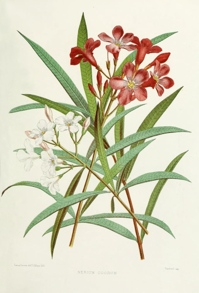 Familiar Indian Flowers 1878 Nerium Odorum Canvas Art - Lena Lowis (18 x 24)