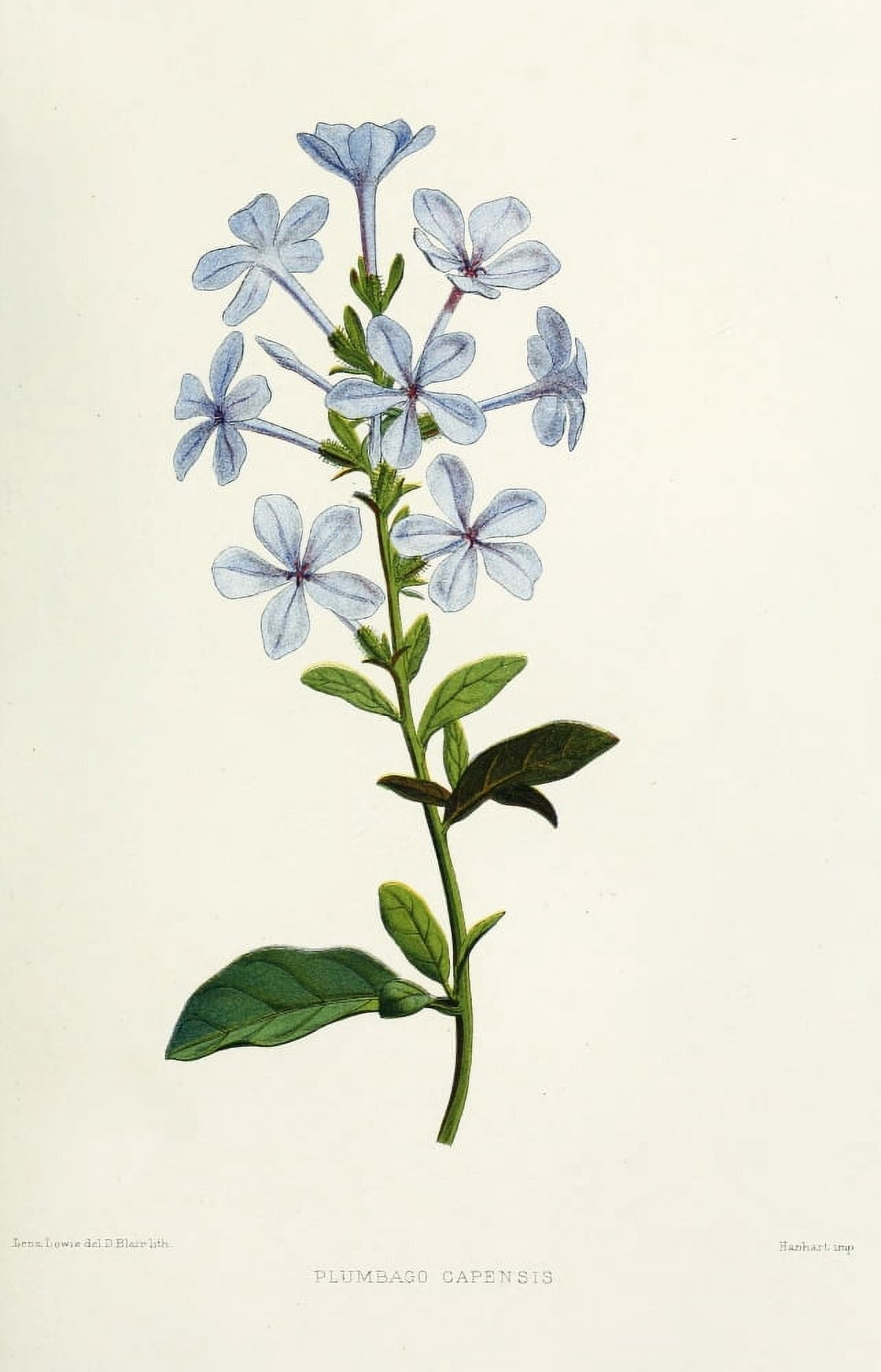 Familiar Indian Flowers 1878 Plumbago Capensis Canvas Art - Lena Lowis (18 x 24)