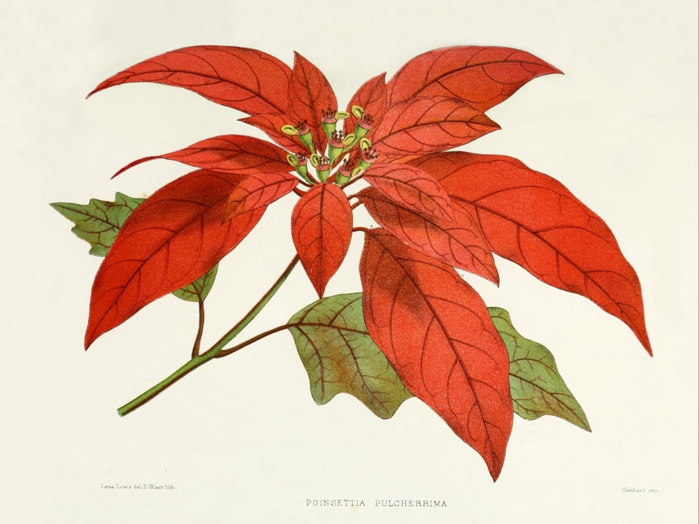 Familiar Indian Flowers 1878 Poinsettia Canvas Art - Lena Lowis (18 x 24)