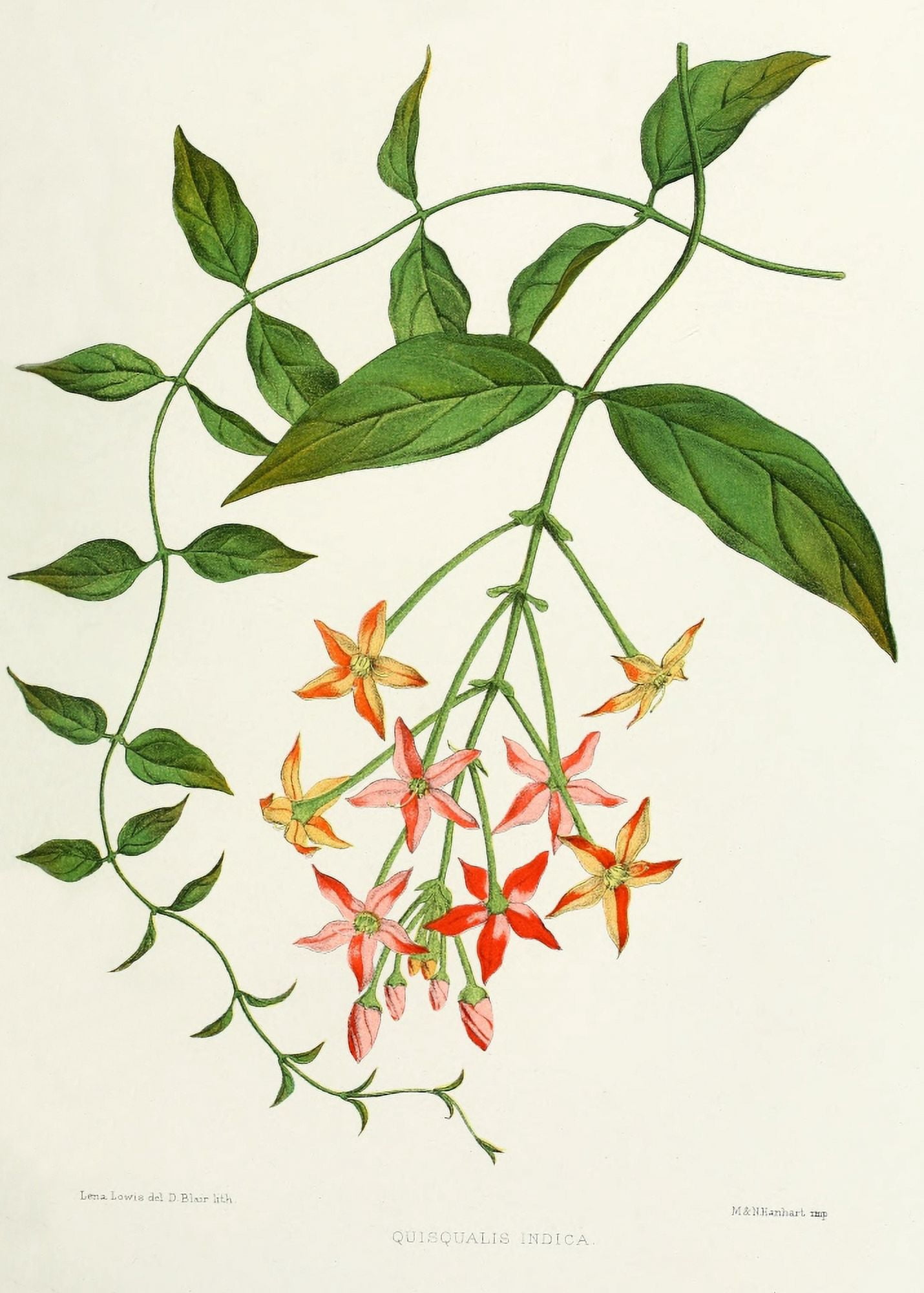 Familiar Indian Flowers 1878 Quisqualis Indica Canvas Art - Lena Lowis (18 x 24)