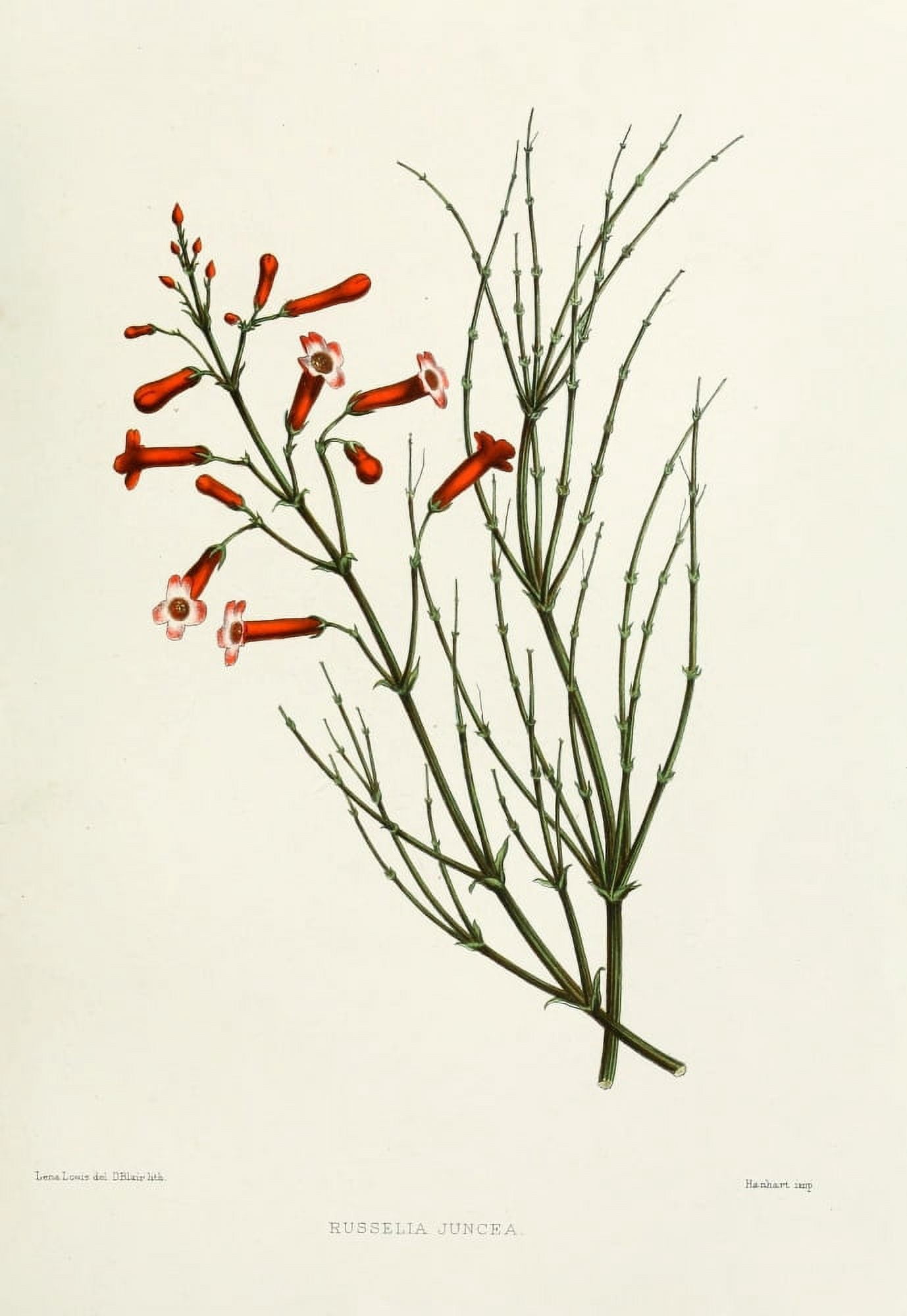 Familiar Indian Flowers 1878 Russelia Juncea Canvas Art - Lena Lowis (24 x 36)