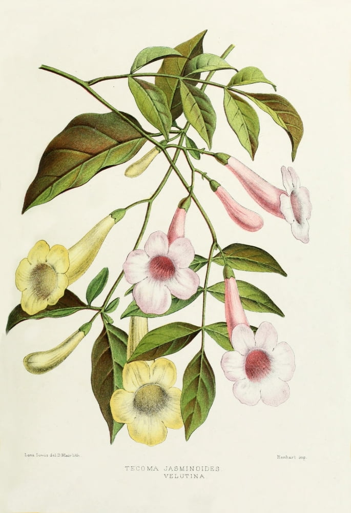 Familiar Indian Flowers 1878 Tecoma Jasminoides Canvas Art - Lena Lowis (18 x 24)