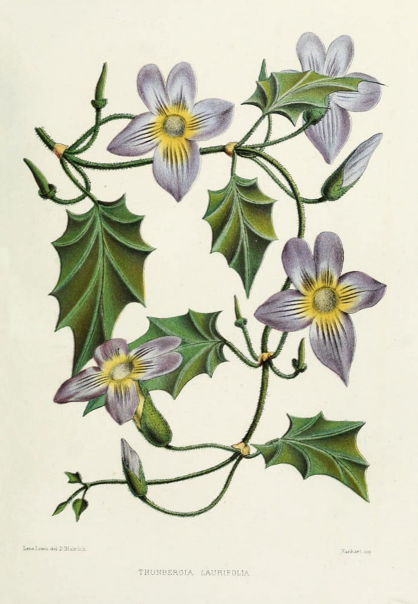 Familiar Indian Flowers 1878 Thunbergia Laurifolia Canvas Art - Lena Lowis (18 x 24)