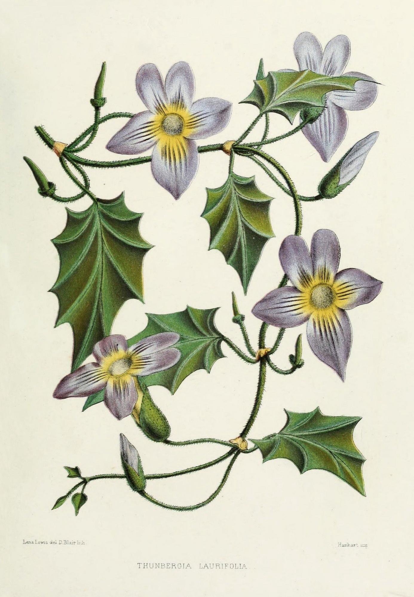 Familiar Indian Flowers 1878 Thunbergia Laurifolia Canvas Art - Lena Lowis (24 x 36)