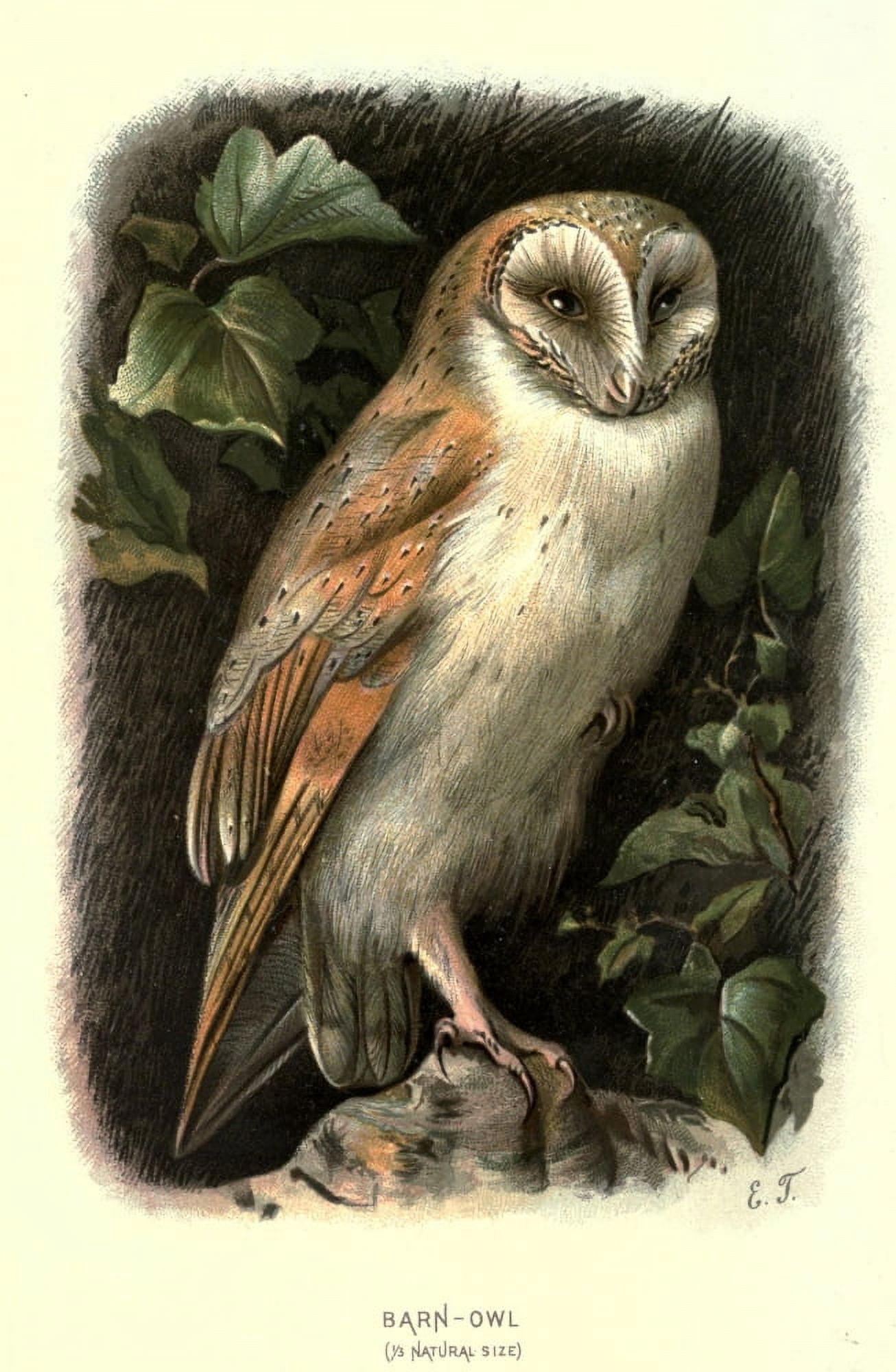 Familiar Wild Birds 1883 Barn Owl Canvas Art - EE Thompson (18 x 24)