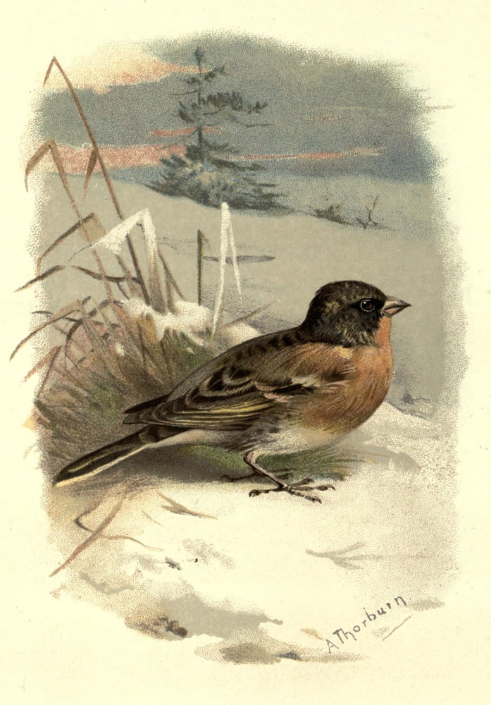 Familiar Wild Birds 1883 Brambling Canvas Art - Archibald Thorburn (24 x 36)