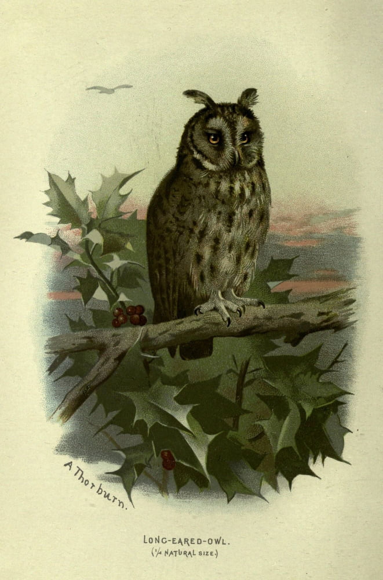Familiar Wild Birds 1903 Long-eared Owl Canvas Art - Archibald Thorburn (18 x 24)