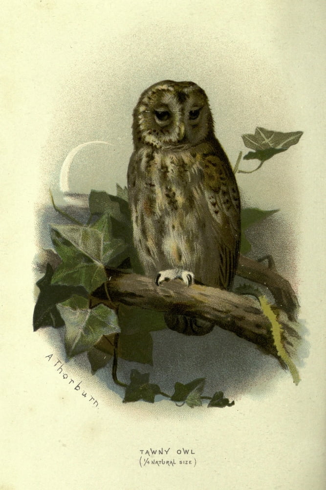 Familiar Wild Birds 1903 Tawny Owl Canvas Art - Archibald Thorburn (18 x 24)