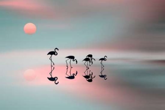 Family Flamingos Canvas Art - Natalia Baras (12 x 18)