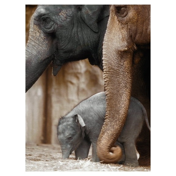 Family Moment by Danita Delimont Wrapped Canvas Photo Graphic Art Print