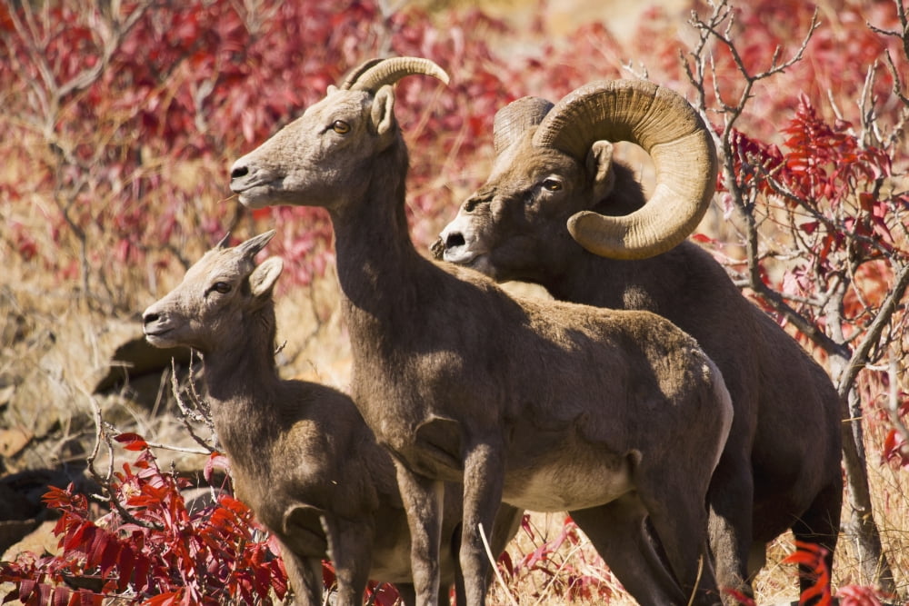 Family Of Bighorn Sheep In Swakane Area Fall Colors Columbia Valley Washington Usa Canvas Art - John Mahan Design Pics (38 x 24)