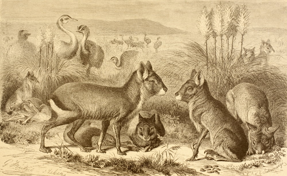 A Family Of Patagonian Maras Or Patagonian Cavies From La Vida De Los Animales Published Spain Circa 1885 Canvas Art - Ken Welsh Design Pics (18 x 11)